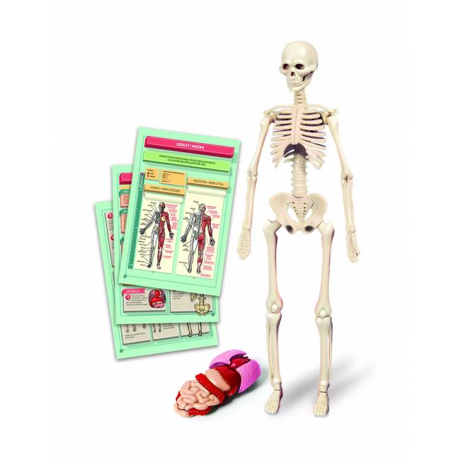 Edukacinis žaislas Clementoni The Human Body Mini-Set 50824