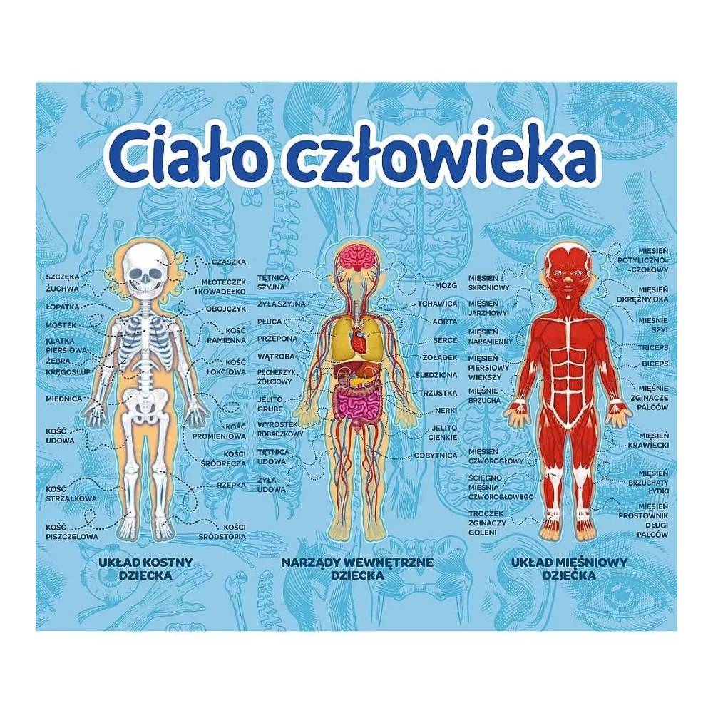 TREFL 01957 Žmogaus kūnas / žinių meistro žaidimas